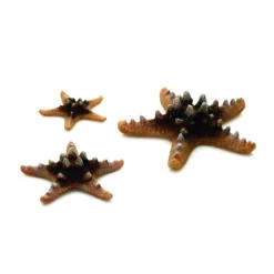 OASE BiOrb Seestern Set 3 Natural